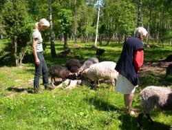 aaland-2.jpg