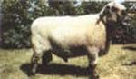 oxforddownfaar-2.jpg